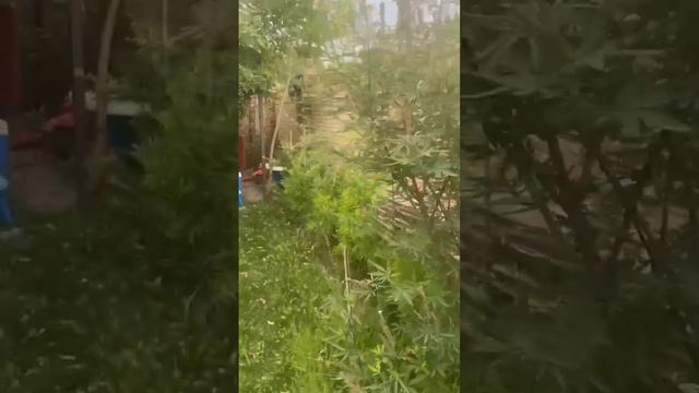 Миндаль Инжир Банановое дерево Мушмула смотреть онлайн