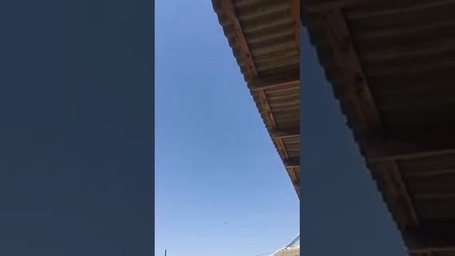 СУПЕР ИГРА!!! Голуби Турецкая Такла! Super pigeons Turkish takla! Санжах! смотреть онлайн