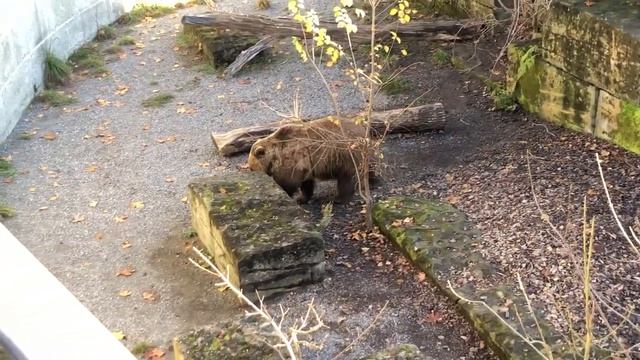 TOP 10 THINGS TO DO IN BERN SWITZERLAND | Old Town Walking Tour, Bears, and the Gurten! смотреть онлайн