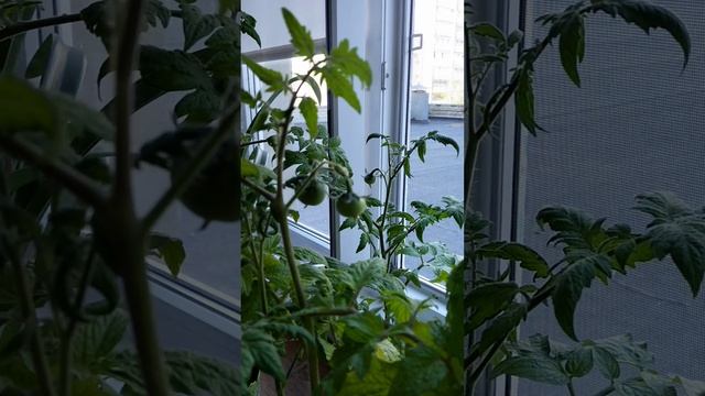 Выращиваем помидорку на балконе, наш эксперимент. смотреть онлайн