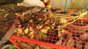 Как вырастить Имбирь в средней полосе, в суровом климате.