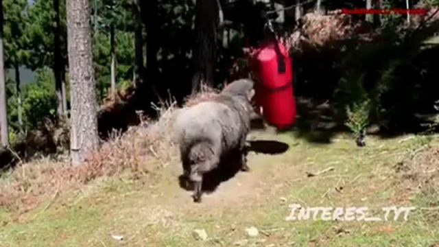 Мощный баран смотреть онлайн