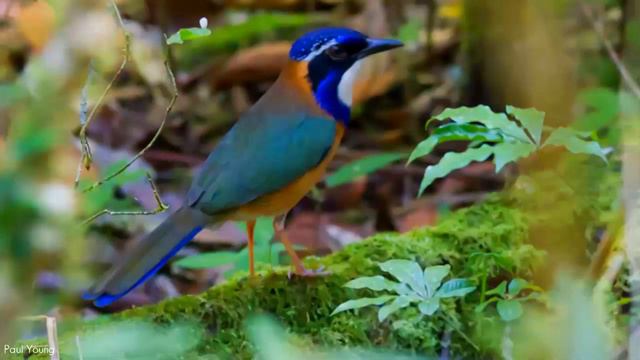 5 Most Beautiful Roller Birds In The World смотреть онлайн