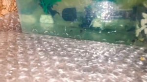 Молли. Моллинезия рожает мальков. размножение моллинезии #моллинезия