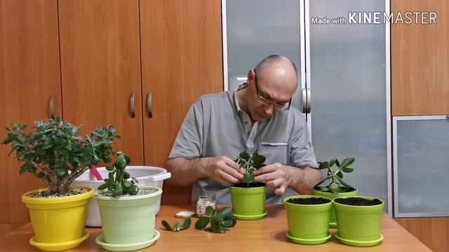 Денежное дерево. Толстянка. Укоренение черенков.