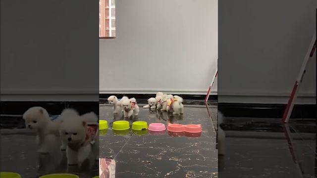 Funny and Cute Dog Pomeranian 😍🐶| Funny Puppy Videos #354 смотреть онлайн
