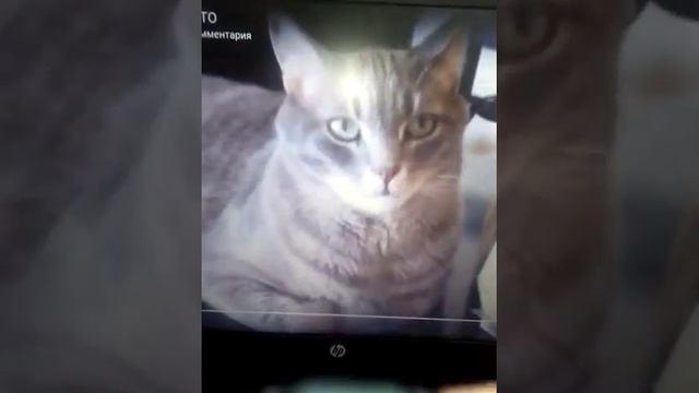 Коты поют песню ДЕСПАСИТО смотреть онлайн