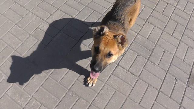 Волкодав Джерри // Wolfhound Jerry (3 months) смотреть онлайн