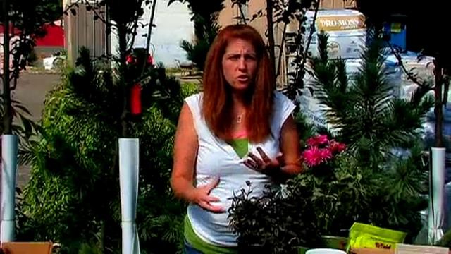 Planting & Growing Flower Bulbs : How To Grow Dinner Plate Dahlias