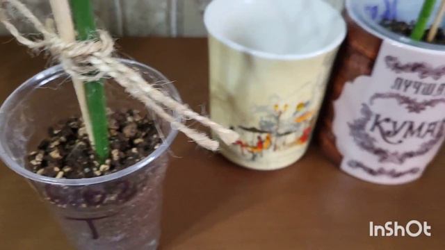 Молочай Тирукалли. Сансевиерии. Кроссандра. 21.02.2024.