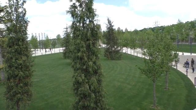 Цветут рододендрон и лаванда (а может это шалфей) 10.05.19