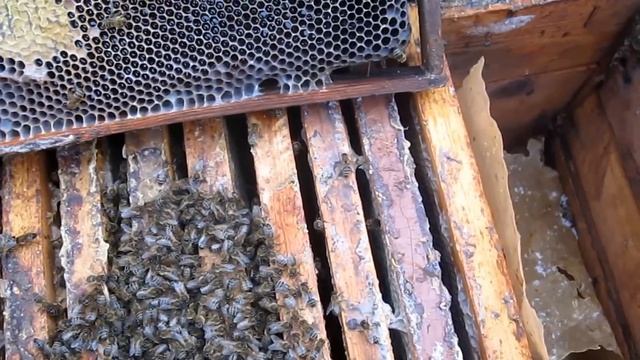 Раздача страховочной подкормки канди в конце зимы.Проверка состояния клуба пчел.Как выбрали запасы.