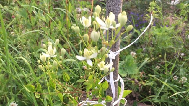 Клематис жгучий Clematis flammula смотреть онлайн