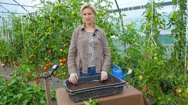 Как сеять на рассаду томаты - советы агрономов компании "Гавриш" (профессионалы - дачникам!) смотреть онлайн