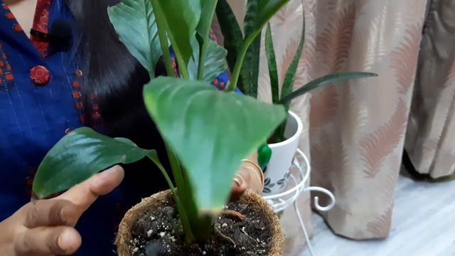 All about Peace Lily or Spathiphyllum plant|| Peace Lily care смотреть онлайн
