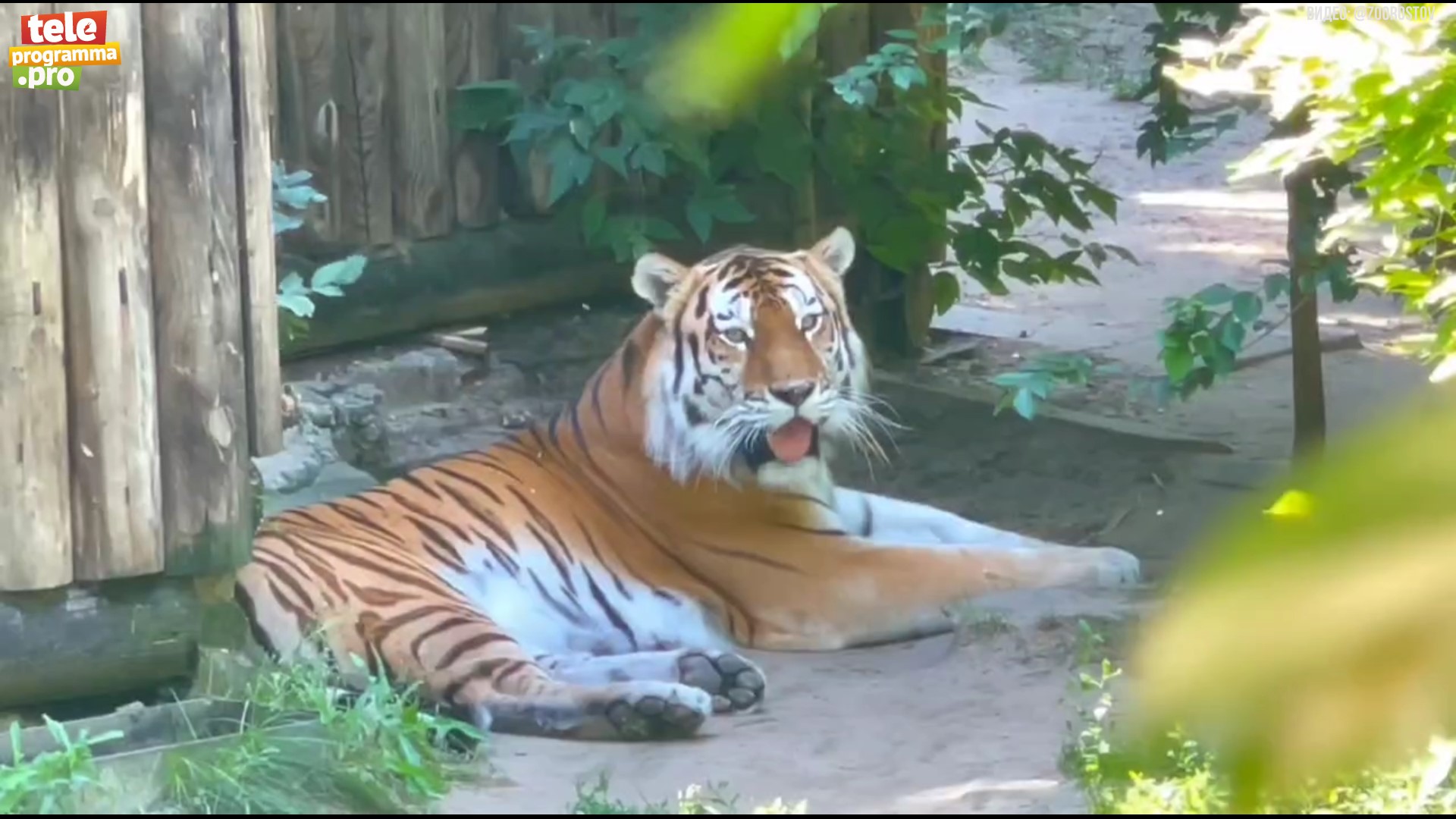 Как пара амурских тигров попала в Ростовский зоопарк смотреть онлайн