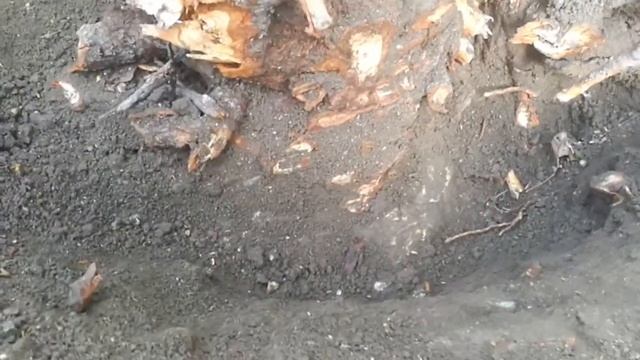 Корчевание Вишни. Дедовским методом. смотреть онлайн