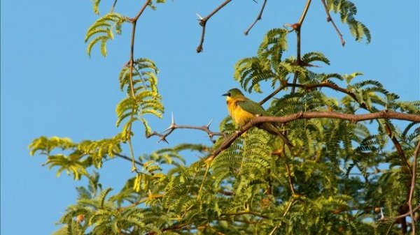 4K Test, Test TV, Test Monitor, Test Internet, Test Color.  (VingTer #29)