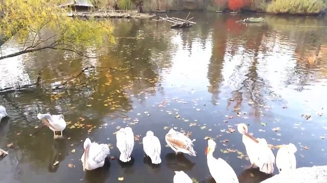Budapest Zoo and Aquarium in Hungary смотреть онлайн