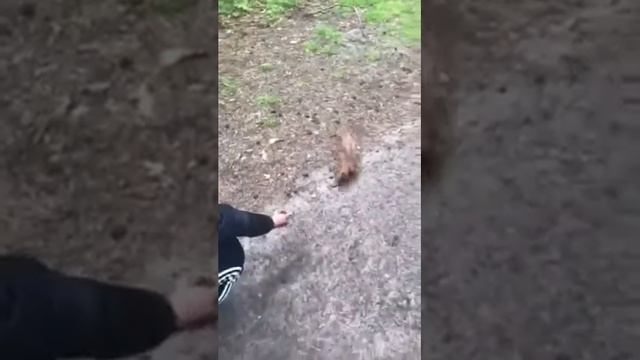 Веганские Рецепты