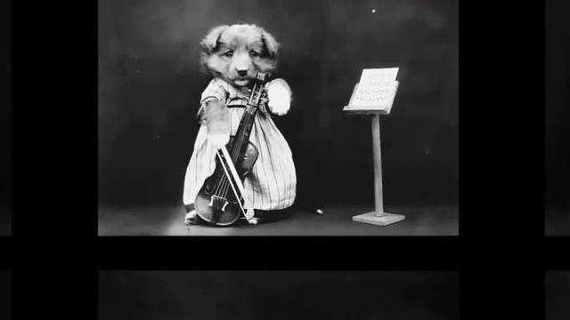 домашние животные смотреть онлайн