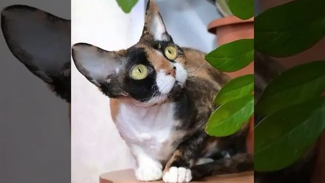 девон рекс. кошки из питомника Егоза смотреть онлайн