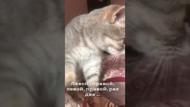 Кошка топчет лапками смотреть онлайн