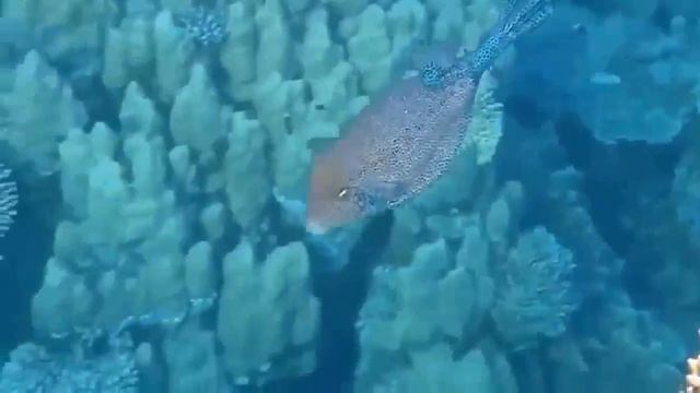 Релаксация и Океан. SHINNOBU (THE ENIGMA IV) Relaxation, Meditation And Ocean