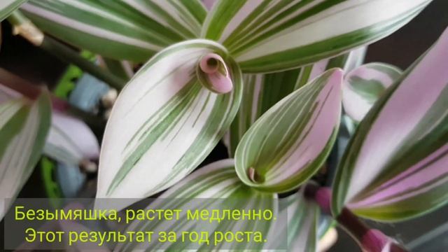 Tradescantia|Традесканція|Традесканция от черенка через пол года... смотреть онлайн