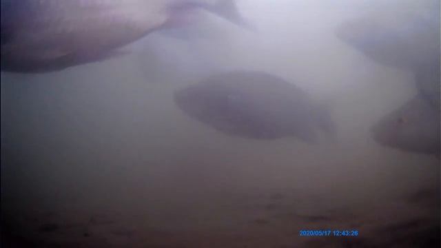 Карась ТАЩИТ поплавок ПОД ВОДУ! Подводная съемка. Рыбалка зимой 2021-2022 смотреть онлайн