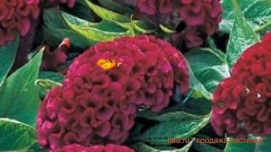 Целозия гребенчатая Парпл ? гребенчатая целозия Парпл обзор: как сажать, семена целозии Парпл