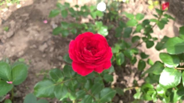 Розы Леонардо да Винчи и Ред Леонардо да Винчи, сравним))) (Rosе *Leonardo da Vinci* ) смотреть онлайн