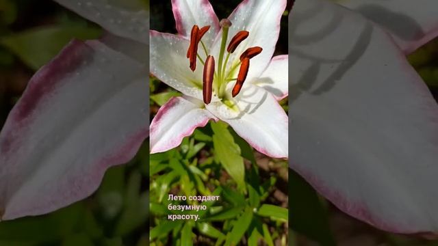 Цветы на даче. #shorts #дача #цветок #лилии смотреть онлайн