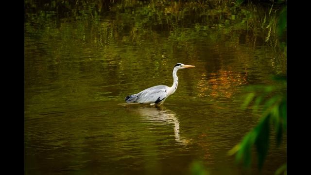 korea Ardea cinerea photo editing смотреть онлайн