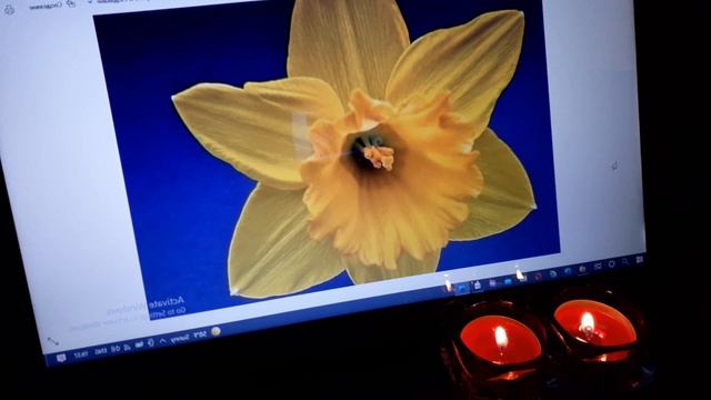 🌼Рубрика"Взаимопомощ" - Как да отмъстите на нарциса? - 20 способа/преводна лекция на Анна Богинская смотреть онлайн