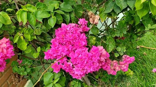 Olha só que primavera linda 😍#bougainvillea #chácara #horta #plantas #primavera #sitio смотреть онлайн