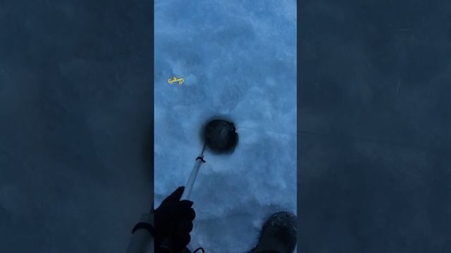 Трофейный судак на виб со льда смотреть онлайн