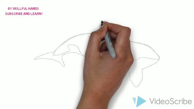 How to Draw a Killer whale / Как нарисовать касатку смотреть онлайн