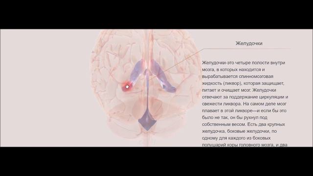 2.Мозг.Основные понятия и интересные факты