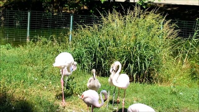 Семья розовых фламинго с подрастающими малышами.(ч.2). 24.08.21 г. смотреть онлайн