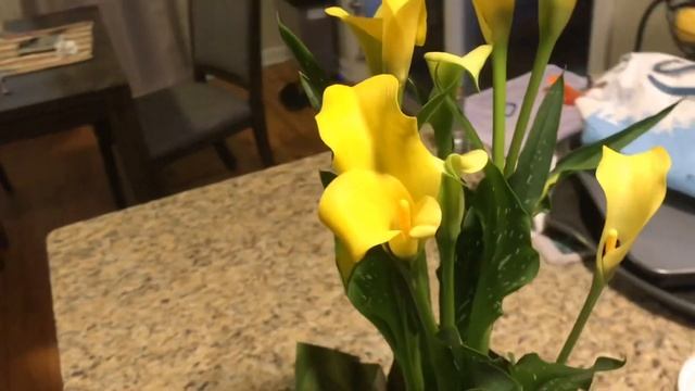 Подарок от дочери - цветы в горшке. Красота ! смотреть онлайн