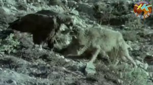 Камерага тушиб колган бурилар ови/бешавкат йирткичлар #билиб_олинг #бурилар