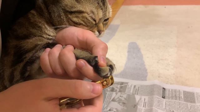 КАК ПОДСТРИЧЬ КОГТИ КОТУ, ЧТОБЫ ОН НЕ ВЫРЫВАЛСЯ!