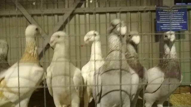 Немецкие выставочные голуби. | Породы декоративных голубей смотреть онлайн