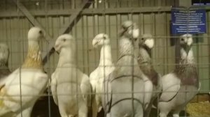 Немецкие выставочные голуби. | Породы декоративных голубей