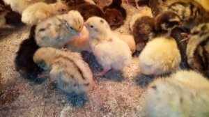 Чем лучше обогревать брудер?