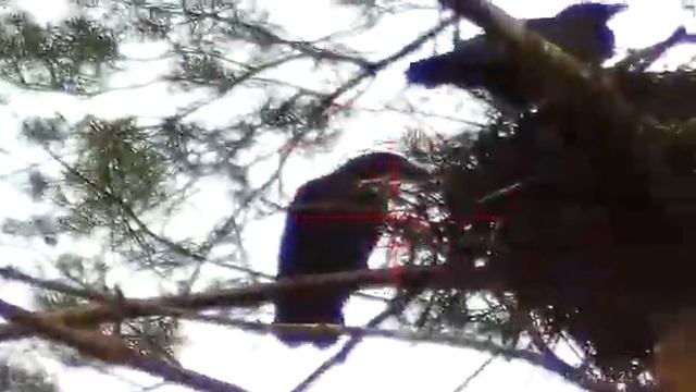 Съёмка прицелом ,ворон в гнезде смотреть онлайн