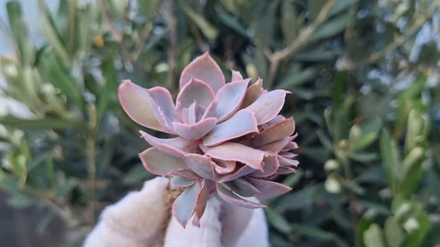 Echevegia Trumpet Pinky смотреть онлайн