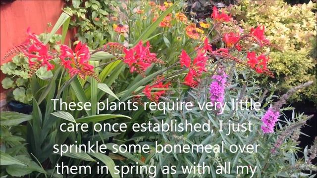 Crocosmia Lucifer In Flower, Dividing And Caring, Bulbs And Corms HD