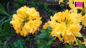 РОДОДЕНДРОН ЛИСТОПАДНЫЙ ИЛИ АЗАЛИЯ. ВЫРАЩИВАНИЕ